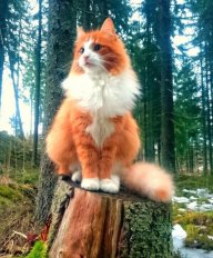 Шарлоткина