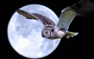 Arctic owl