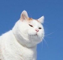 Котяка