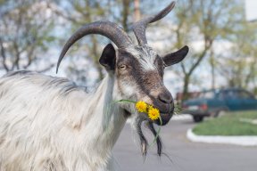 Ivata