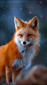 foxtail_ik