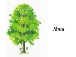 LipaLo